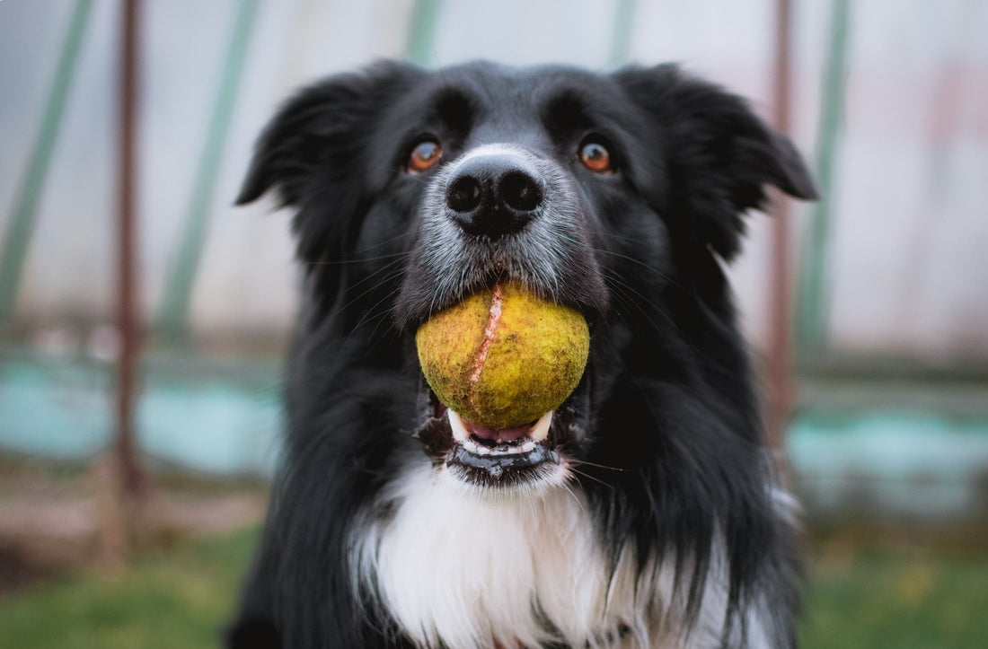 Border Collie - Walkies Pet Shop