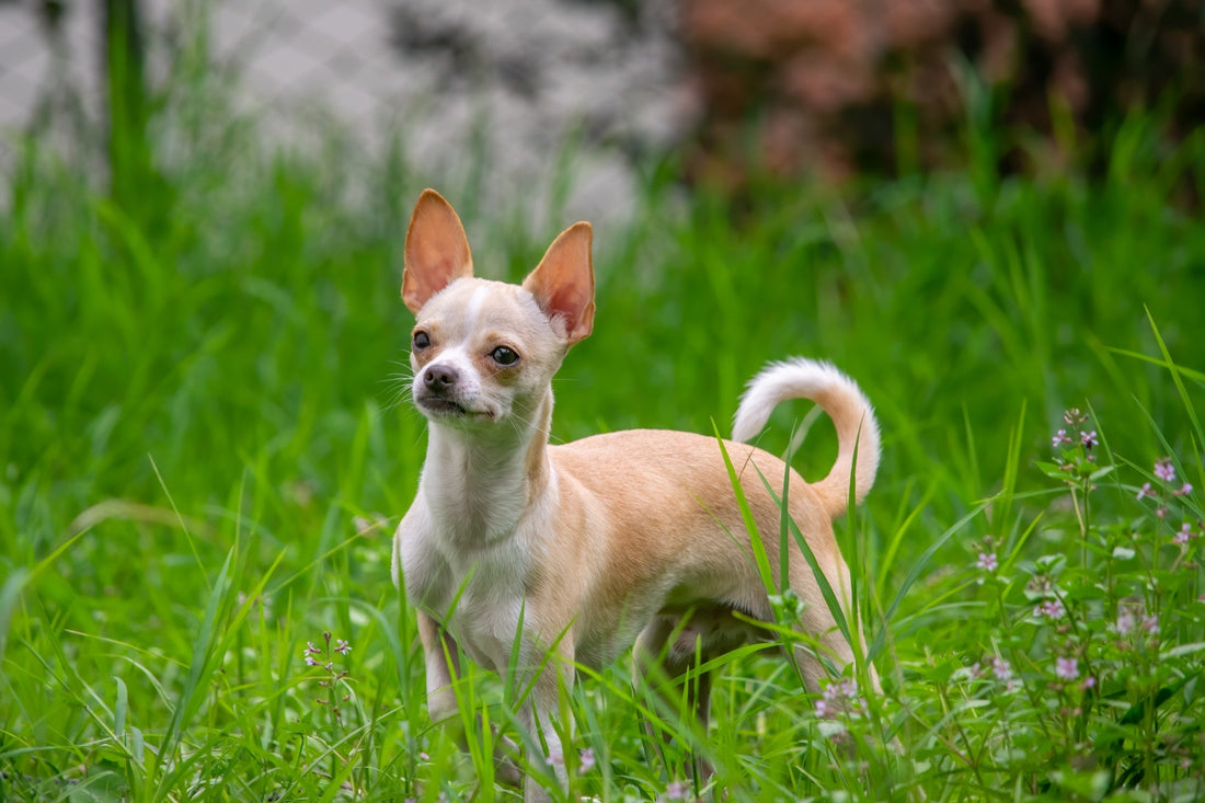 Chihuahua - Walkies Pet Shop