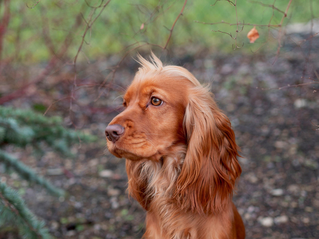 Cocker Spaniel - Walkies Pet Shop