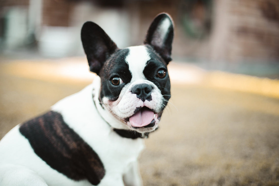 French Bulldog - Walkies Pet Shop
