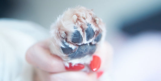 How to keep your dog calm for nail trims - Walkies Pet Shop
