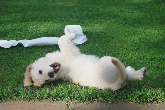 How to puppy proof your home - Walkies Pet Shop