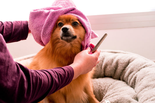 Pawsome dog grooming tips - Walkies Pet Shop