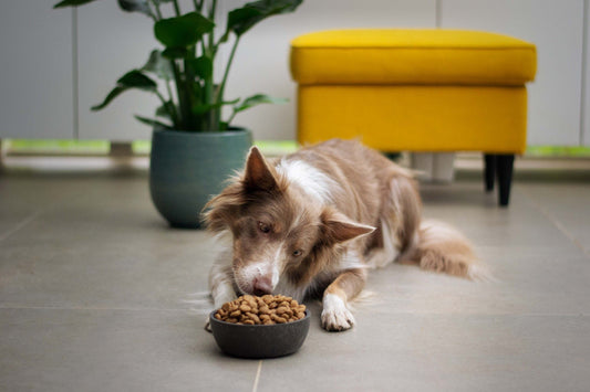Puppy feeding guide - Walkies Pet Shop