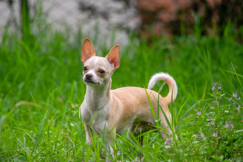Chihuahua - Walkies Pet Shop
