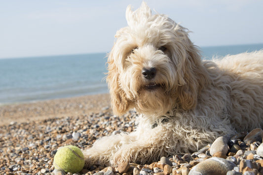 Cockapoo - Walkies Pet Shop