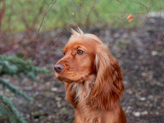 Cocker Spaniel - Walkies Pet Shop