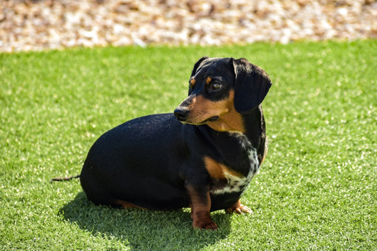 Dachshund - Walkies Pet Shop
