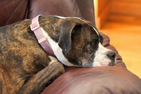 How to tackle separation anxiety in dogs - Walkies Pet Shop
