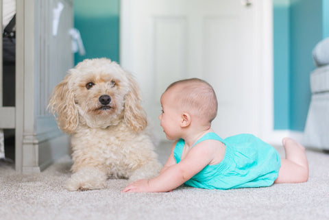 Introducing your new baby to your fur baby - Walkies Pet Shop