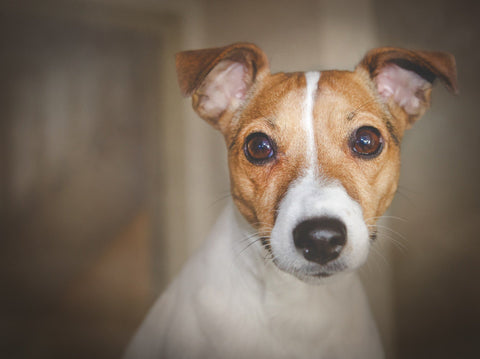 Jack Russell Terrier - Walkies Pet Shop