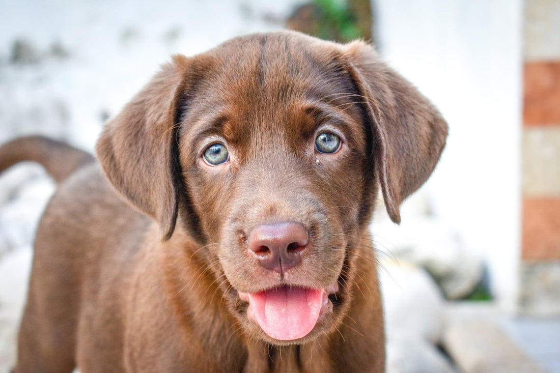 Labrador Retriever - Walkies Pet Shop