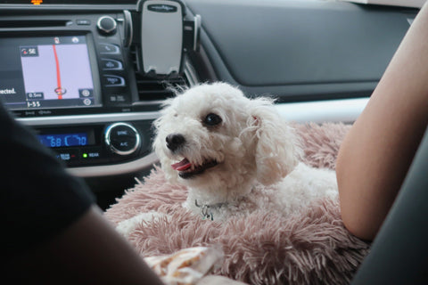 Planning a road trip with your furry friend - Walkies Pet Shop