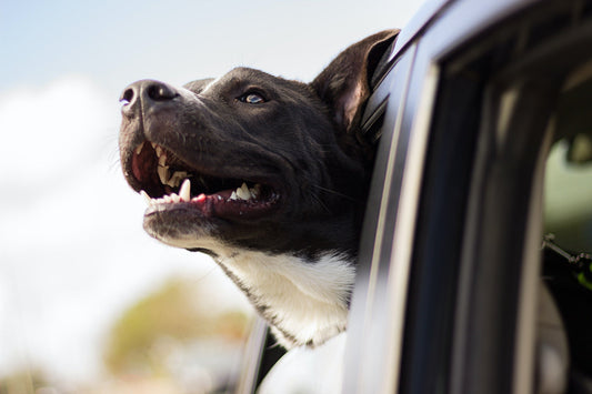 Riding in cars with dogs - Walkies Pet Shop