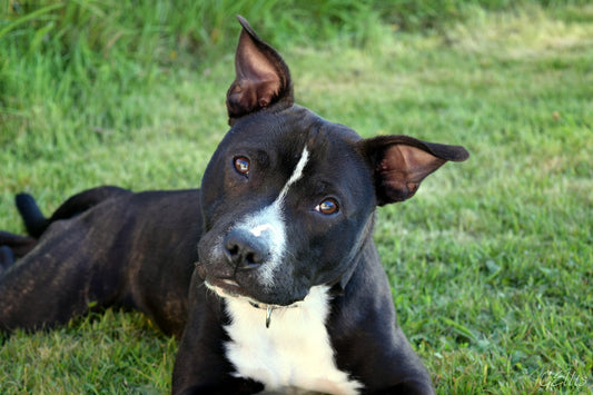 Staffordshire Bull Terrier - Walkies Pet Shop