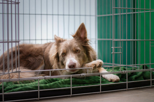 Teach your pup to love their crate - Walkies Pet Shop