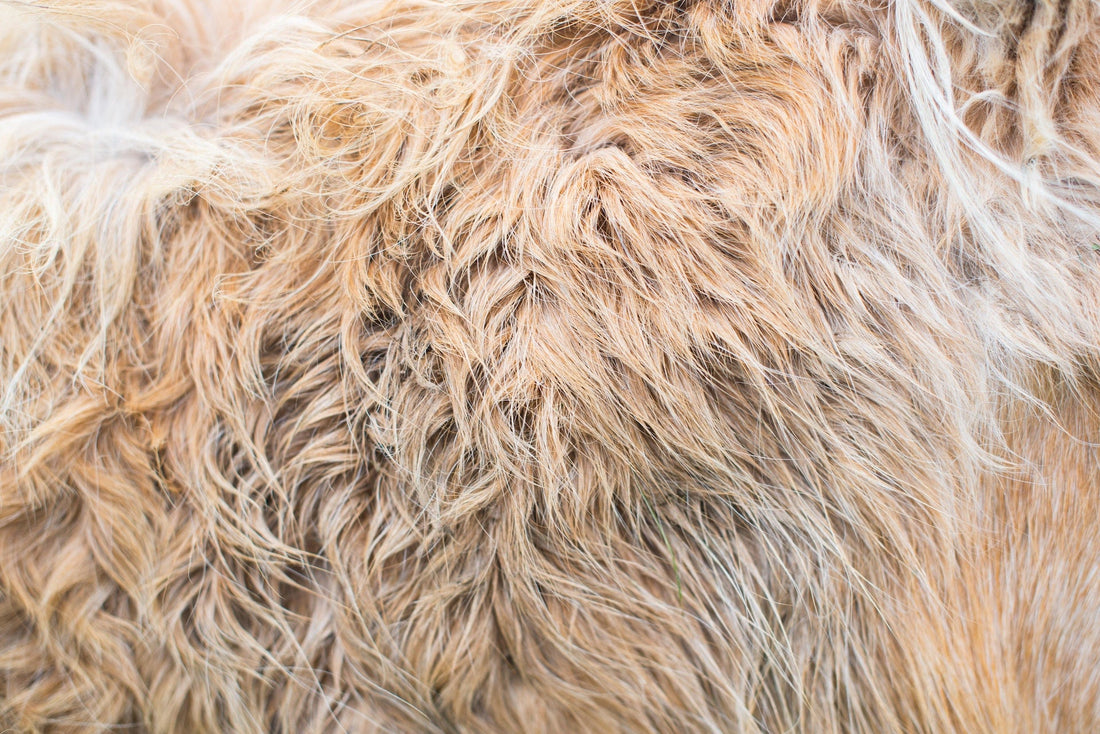 The 10 best dog breeds for people with allergies - Walkies Pet Shop