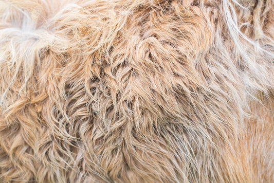 The 10 best dog breeds for people with allergies - Walkies Pet Shop
